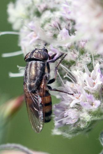 Stomorhina lunata