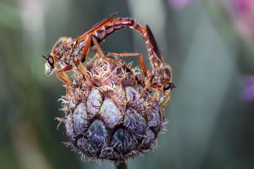 Stenopogon sabaudus