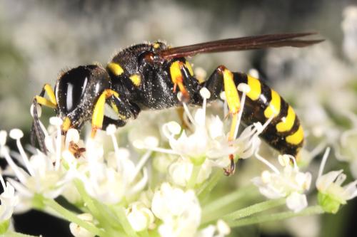 Ectemnius lituratus
