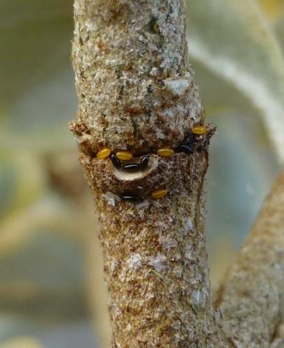 Capitophorus elaeagni