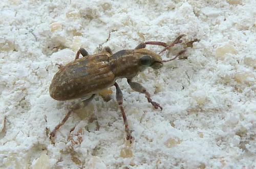 Réf. 112 250 : Sitona sp.