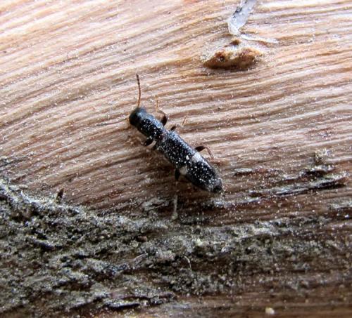 Tarsostenus univittatus