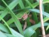 112061 – Photo : Druet Nicole – Belgique