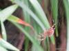 112062 – Photo : Druet Nicole – Belgique