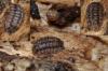 Armadillidium nasatum