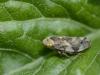 Philaenus spumarius