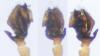 112133 – Photo : roy – France (85)
