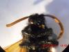 112115 – Photo : Rommena – Tunisie