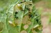 112281 – Photo : Patrick Le Mao – France (35)