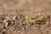 112914 – Photo : Quentin Dubost – Espagne