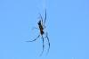 112136 – Photo : Jean-Claude Jamoulle – Seychelles