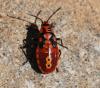 112050 – Photo : Patrick Decreus – Espagne
