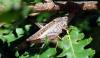 112431 – Photo : Patrick Decreus – France (34)