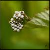 112121 – Photo : Josselyne Bayle – France (33)