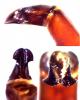 112035 – Photo : Prinobius – Somalie