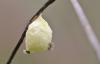112581 – Photo : Gilles SALAMA – France (81)