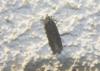 112130 – Photo : alain Roujas – France (31)