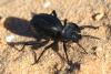 112300 – Photo : Gerard VIGO – Sahara occidental