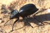 112302 – Photo : Gerard VIGO – Sahara occidental