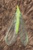 Pseudomallada sp.
