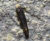 112408 – Photo : alain Roujas – France (31)