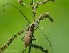 112057 – Photo : Leif Gabrielsen – Philippines
