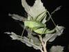 112109 – Photo : David Sannier – France (06)