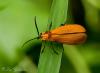 112056 – Photo : Leif Gabrielsen – Philippines