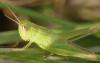112467 – Photo : Pascal Vigneron – France (52)