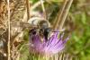 112544 – Photo : Patrick Le Mao – France (35)