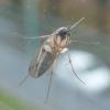 112070 – Photo : Bobabar – France (95)