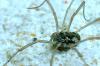 112095 – Photo : Patrick Le Mao – France (22)