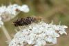 112251 – Photo : Patrick Le Mao – France (35)