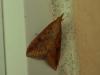 112094 – Photo : Dominique THAUVIN – France (45)