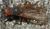 112512 – Photo : Christine DEVILLERS – Belgique