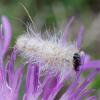 112354 – Photo : Pascal Vigneron – France (52)