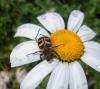 112051 – Photo : M. Bellifa – France (74)