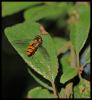 112828 – Photo : Josselyne Bayle – France (33)