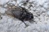 112203 – Photo : Christophe Quintin – France (21)