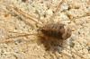112096 – Photo : Patrick Le Mao – France (35)