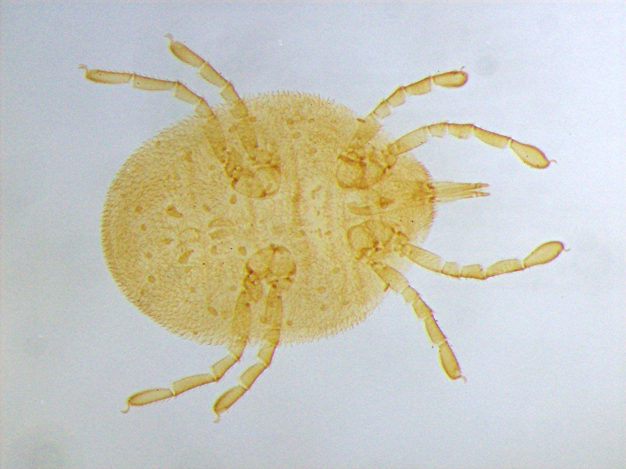 Anonyme - Calyptostoma velutinus - réf. 112338 (1280 x 960 pixels, 199 ko)