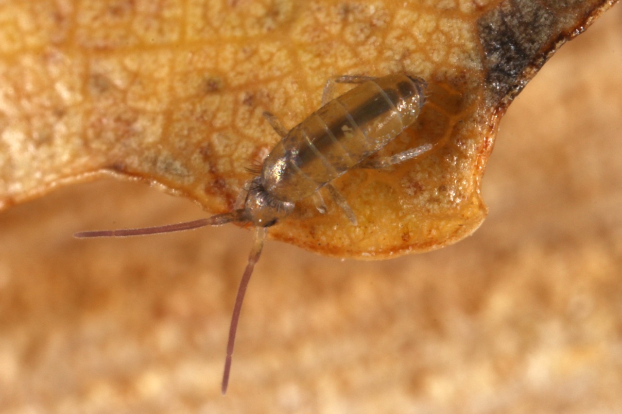 Réf. 112798 — ENTOGNATHA > Collembola > Tomoceridae > Tomocerus minor