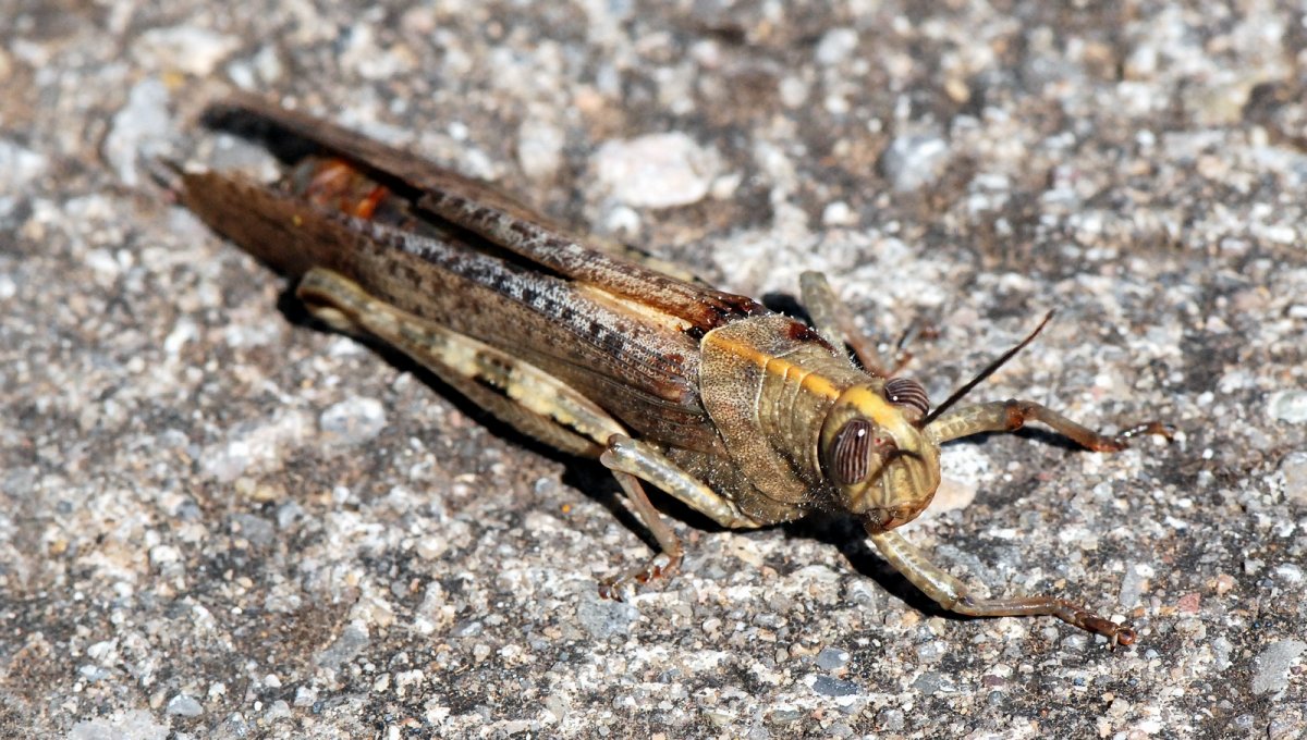 Patrick Decreus - Anacridium aegyptium - réf. 112908 (1200 x 680 pixels, 216 ko)