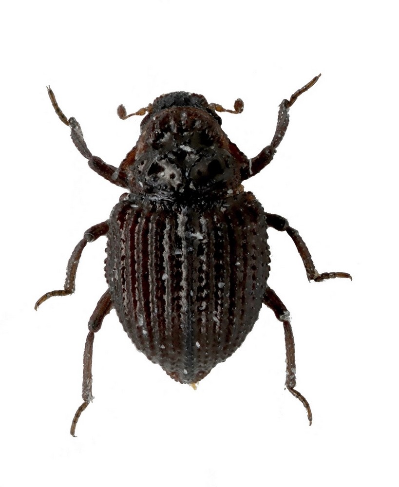 ROUSSET Julien - Georissus (Neogeorissus) laesicollis - réf. 112615 (819 x 1000 pixels, 97 ko)