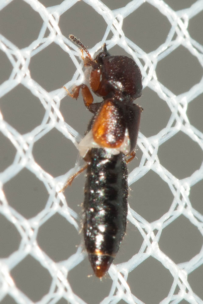 Jean-Laurent HENTZ - Bledius sp. - réf. 112827 (667 x 1000 pixels, 121 ko)