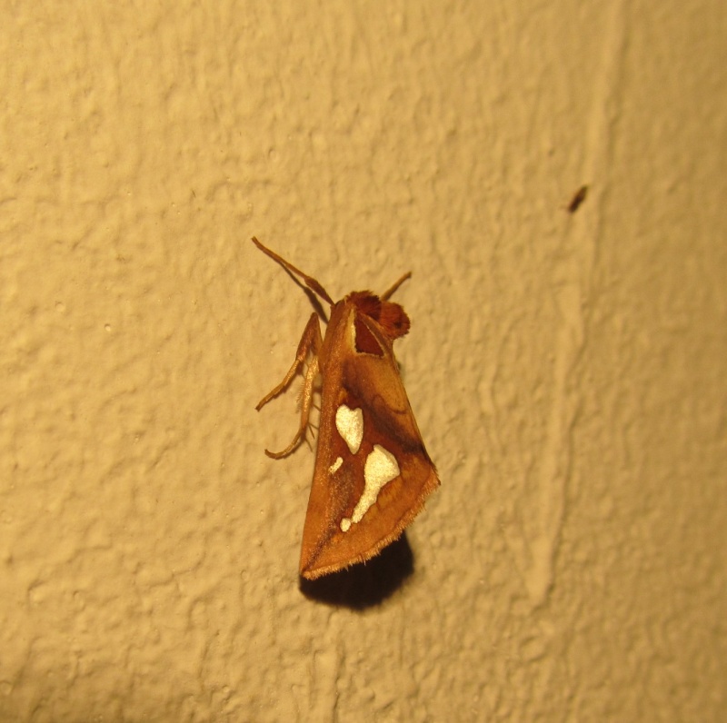 Anacro - Axia vaulogeri - réf. 112436 (800 x 796 pixels, 137 ko)