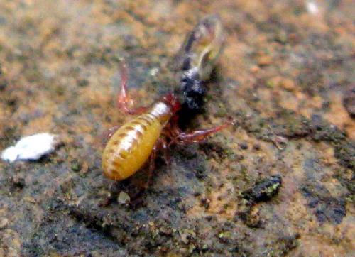 Réf. 113 361 : Chthonius sp.