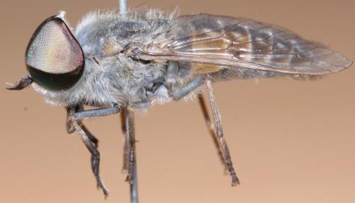 Réf. 113 281 : Tabanus cordiger