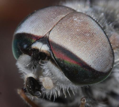 Réf. 113 283 : Tabanus cordiger