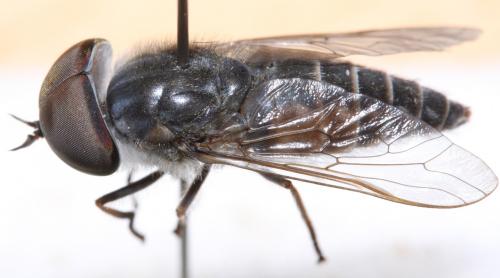 Réf. 113 282 : Tabanus cordiger